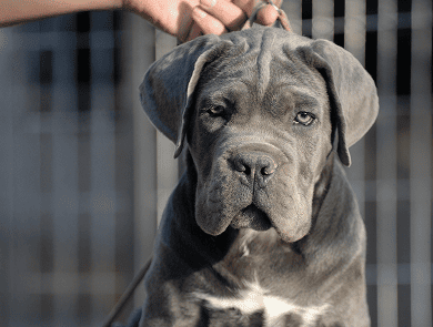 Cachorros